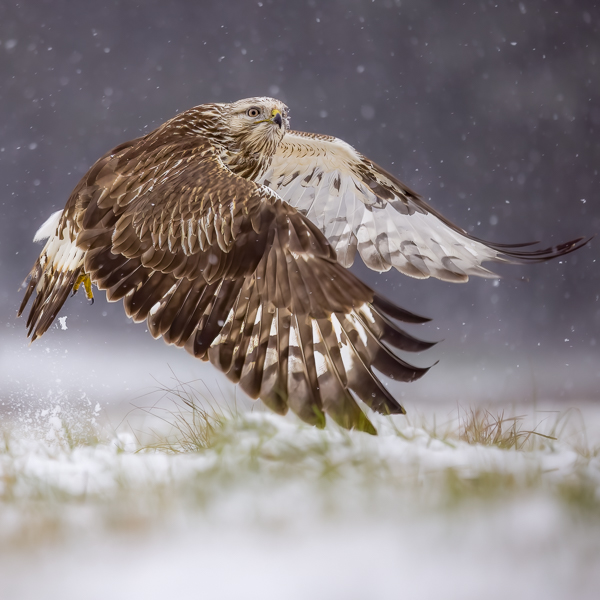 Rough-legged Buzzard