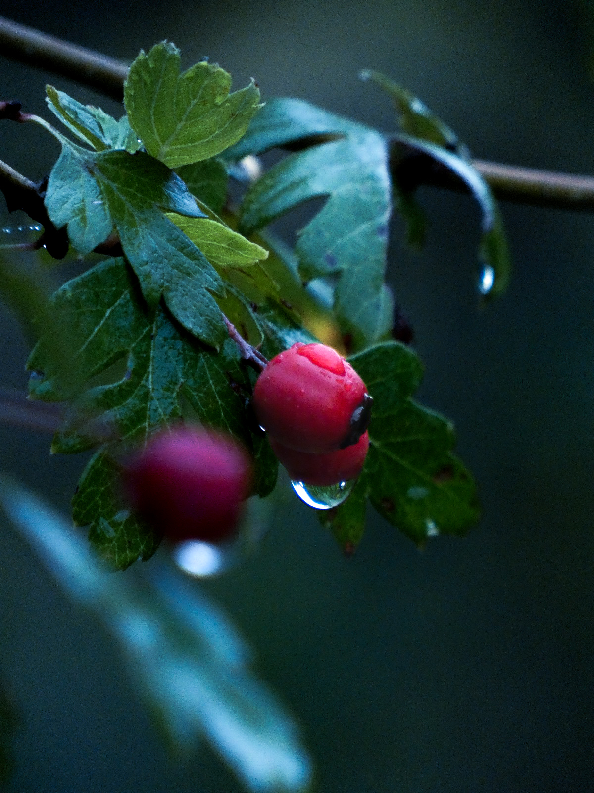 hawthorn