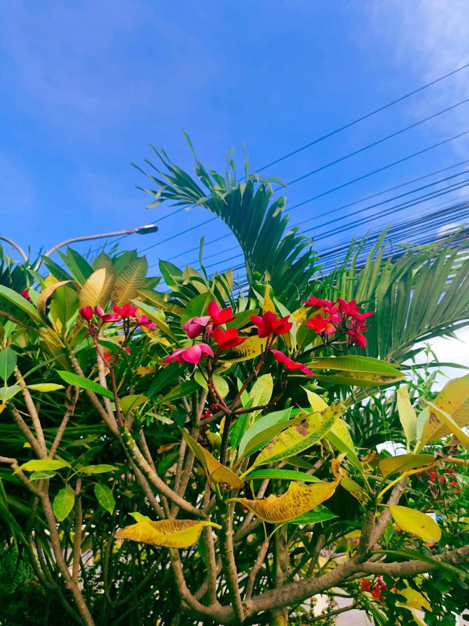 Red frangipani 2