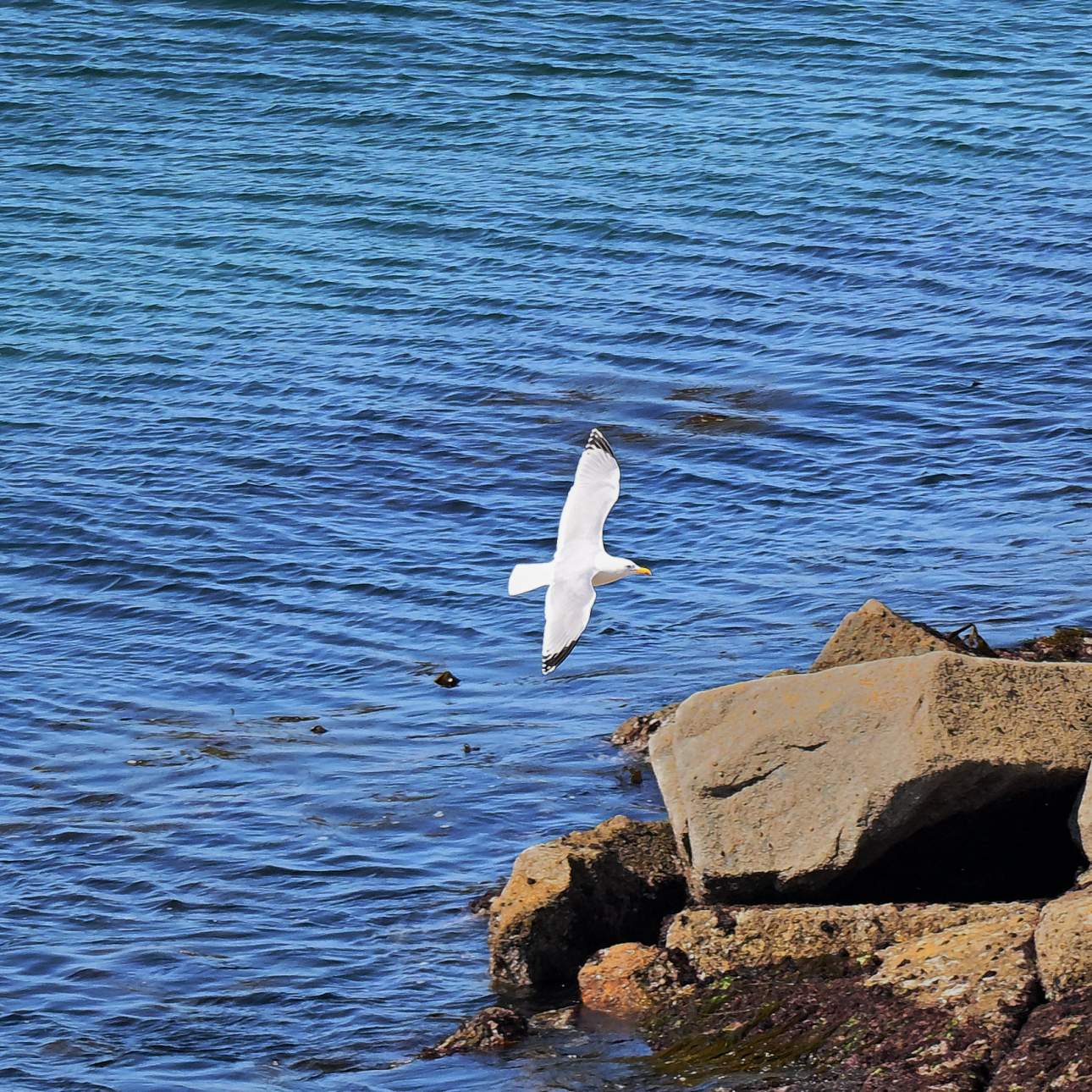 Seagull landing