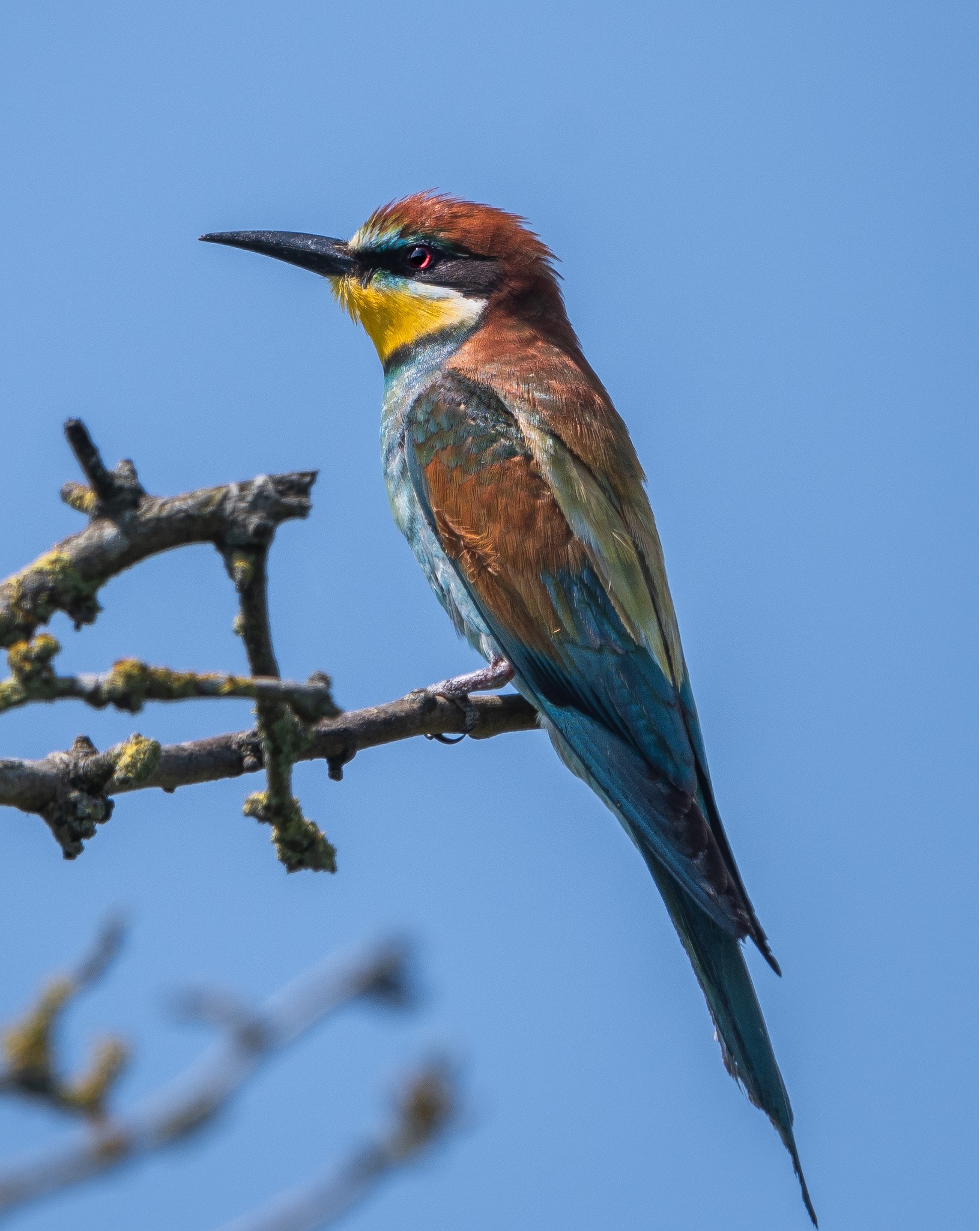 bee eater