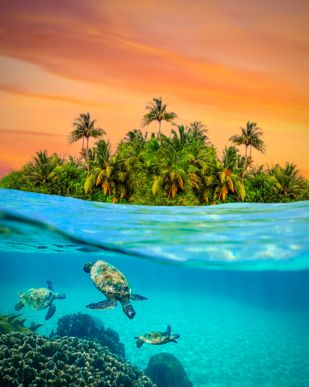 Sea Turtle