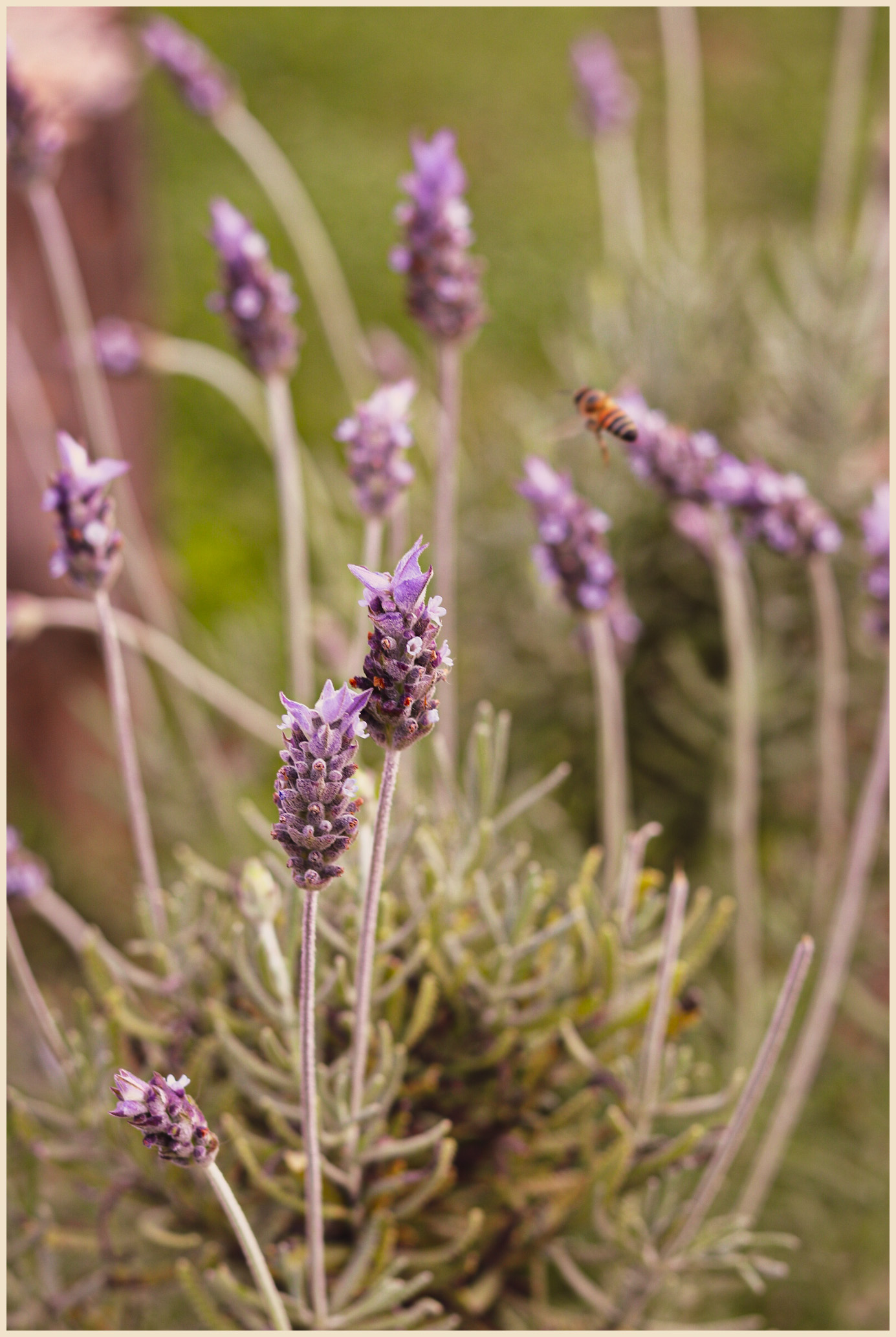Lavander
