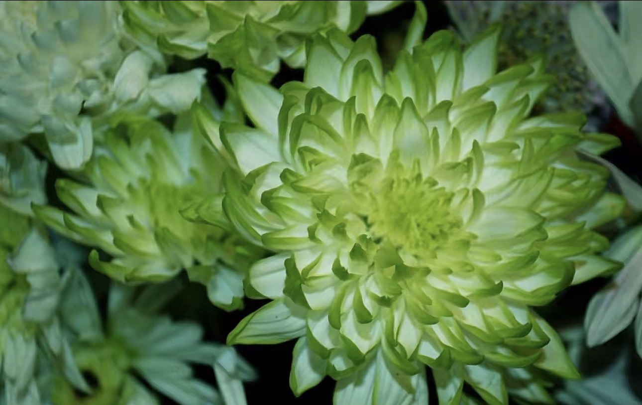 Photo of a flower