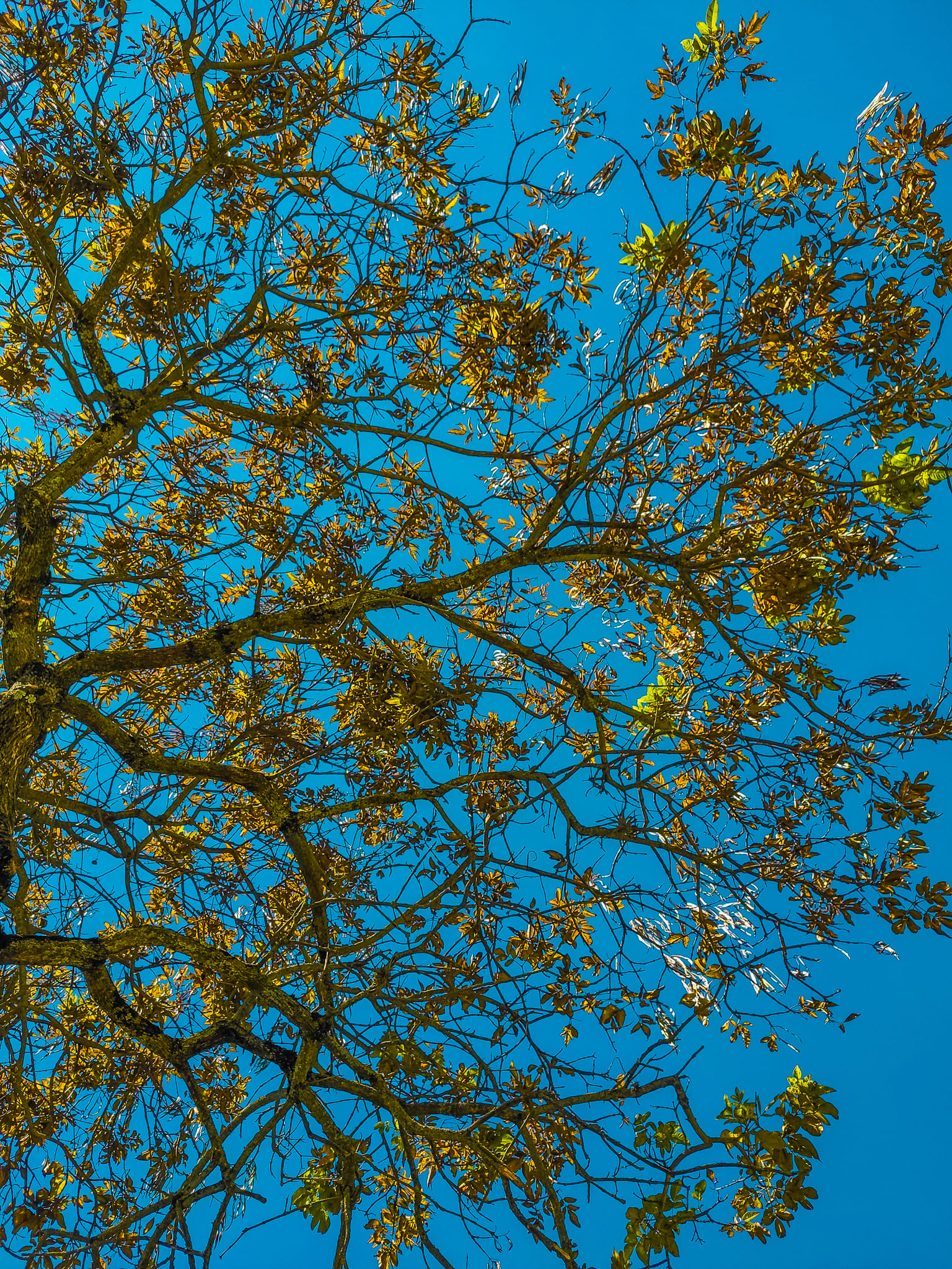 Sky