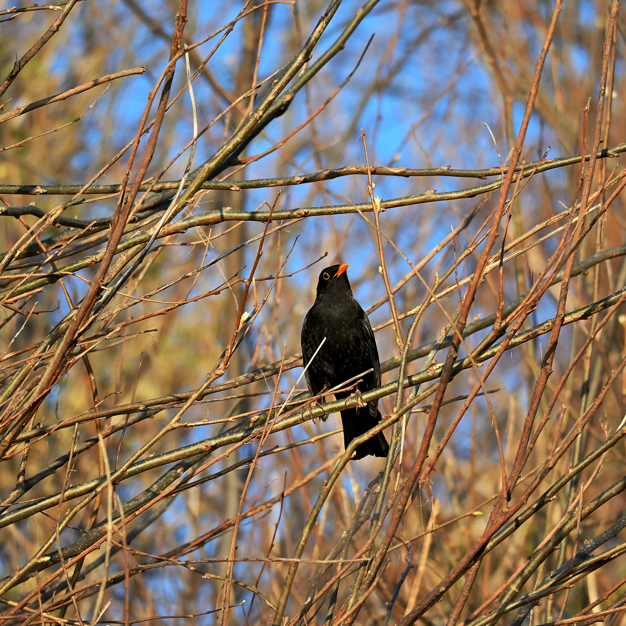 Blackbird in a bush