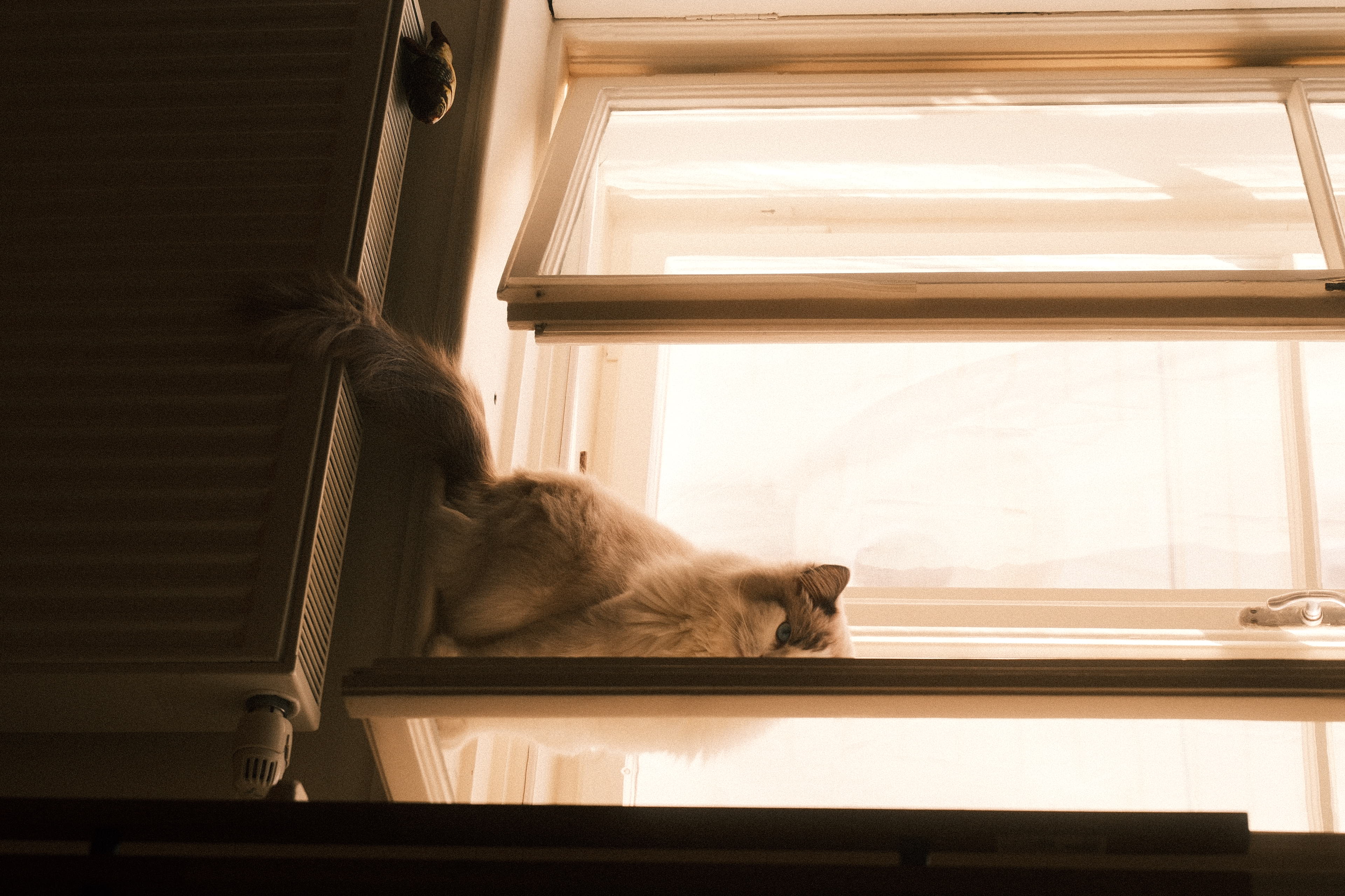 Lurking cat