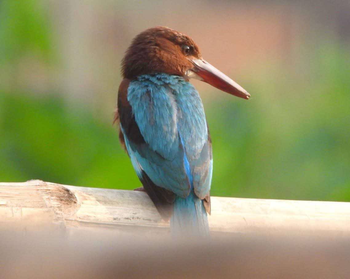 Bird