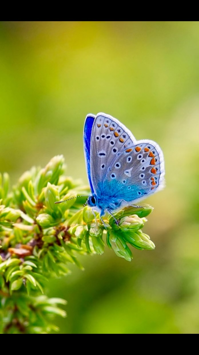 Common blue