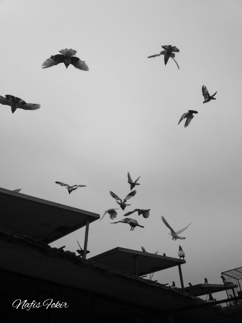 Birds are free