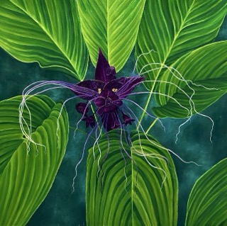 Batflower