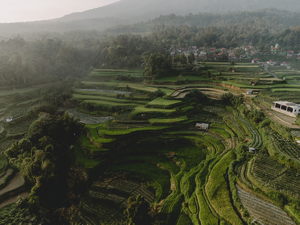 beautiful rice field views